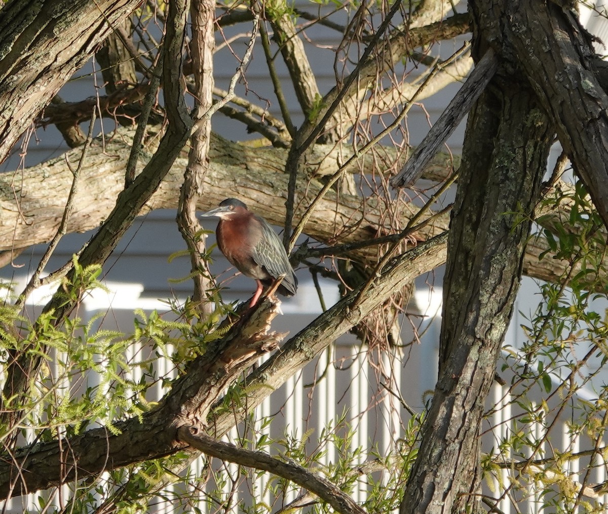 Green Heron - ML157470621