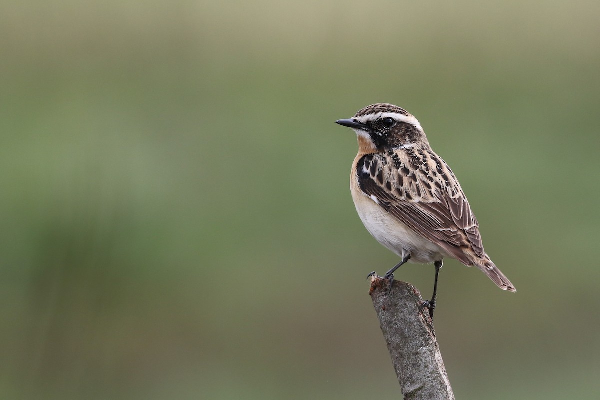 Whinchat - Tatyana Korzhitskaya