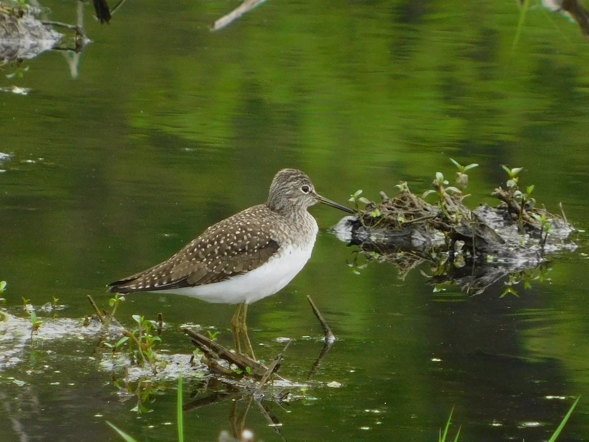 Solitary Sandpiper - ML157472341