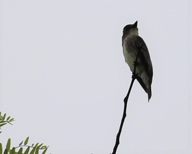 Olive-sided Flycatcher - ML157473801