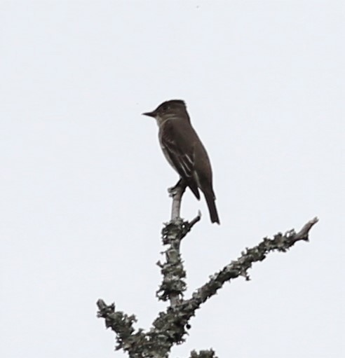 Olive-sided Flycatcher - ML157473811