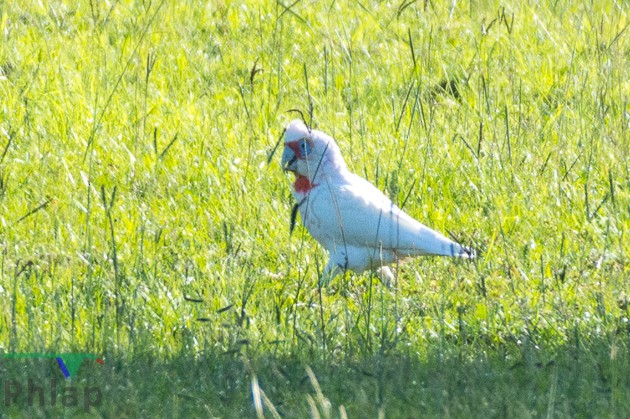 Long-billed Corella - ML157474301