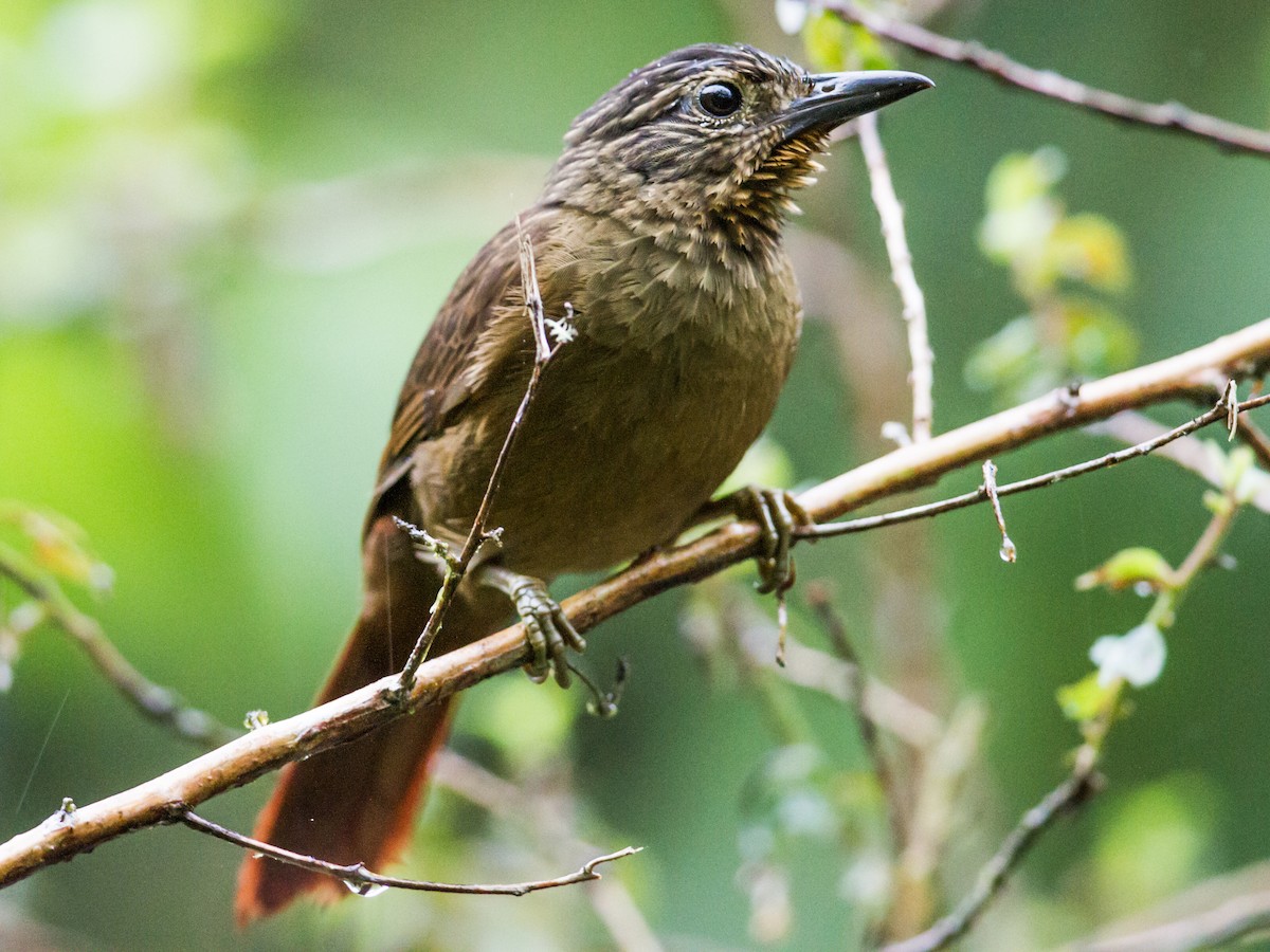 Black-billed Treehunter - Thripadectes melanorhynchus - Birds of the World