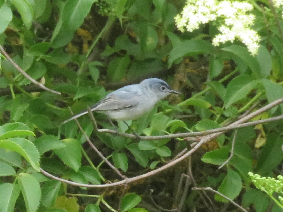 Blue-gray Gnatcatcher - ML157475821