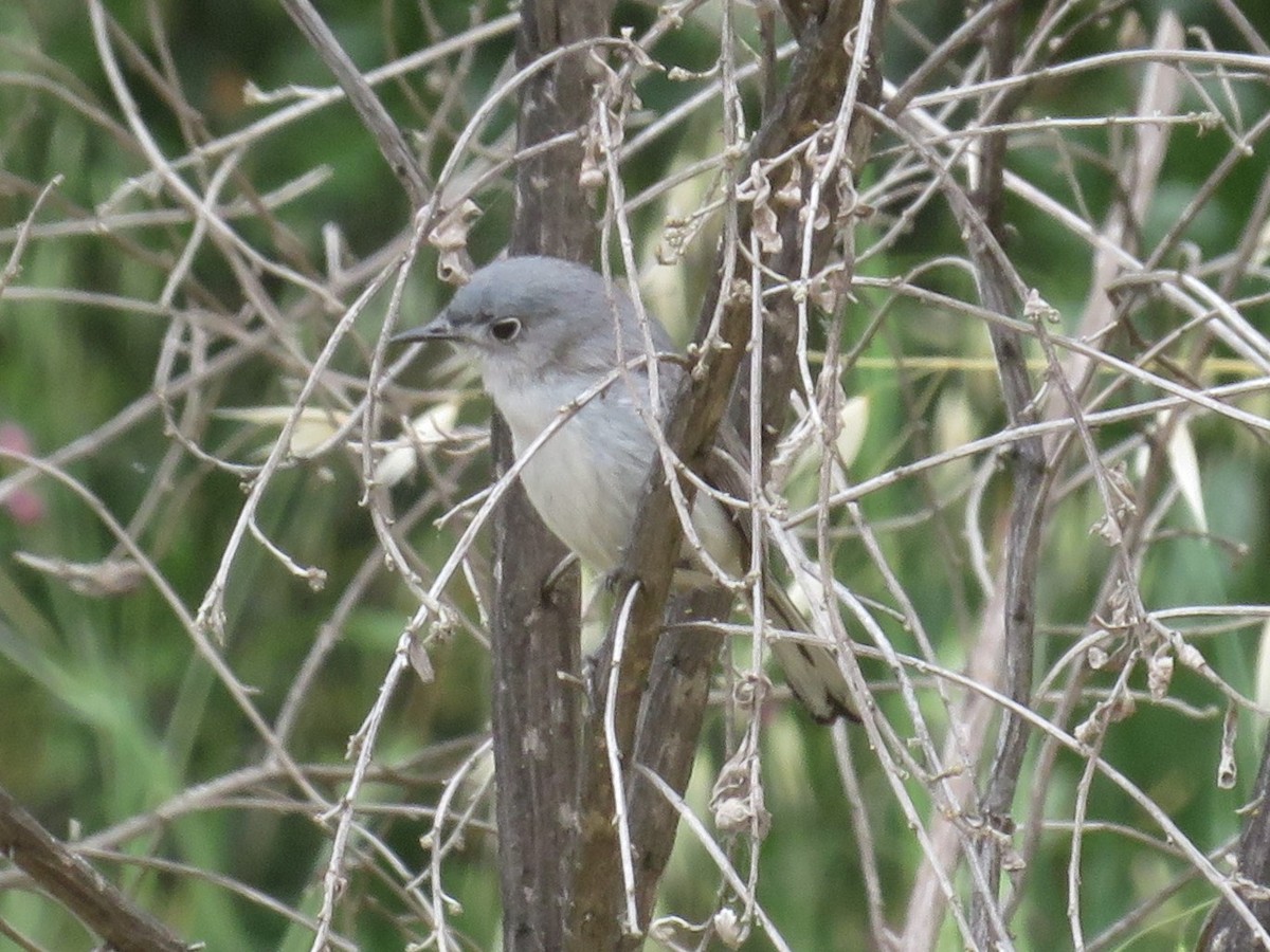 Blue-gray Gnatcatcher - ML157475831