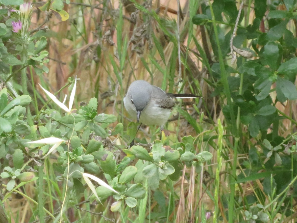 Blue-gray Gnatcatcher - TK Birder