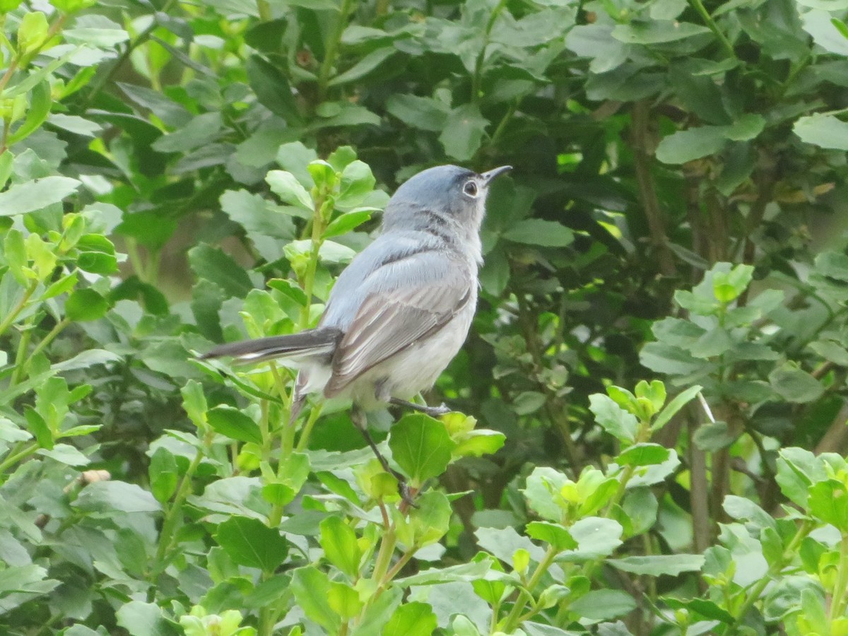 Blue-gray Gnatcatcher - ML157475861