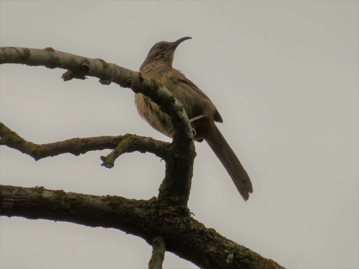 California Thrasher - ML157476031