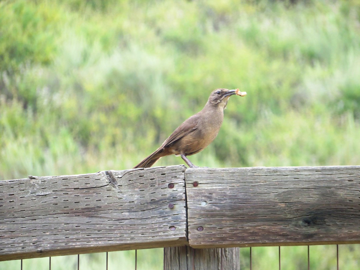 California Thrasher - TK Birder