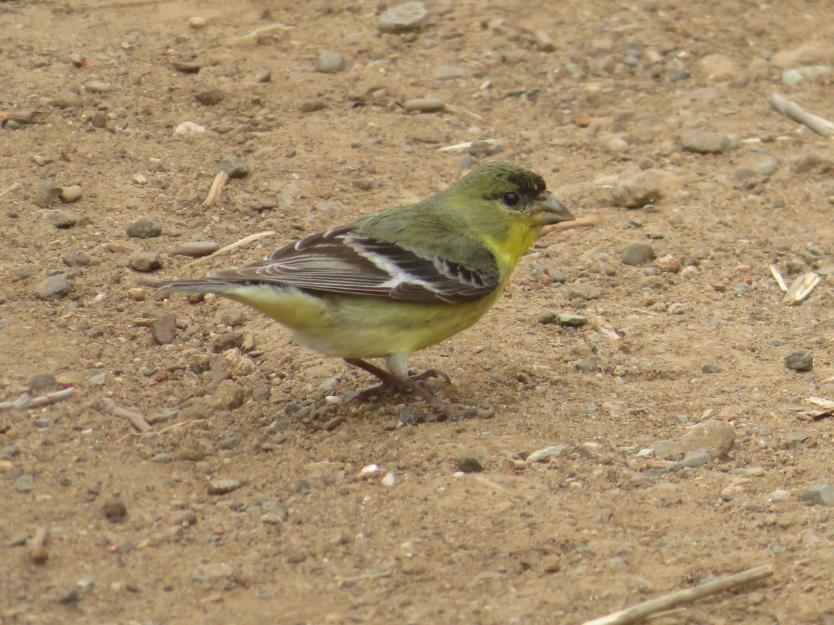 Lesser Goldfinch - ML157476261