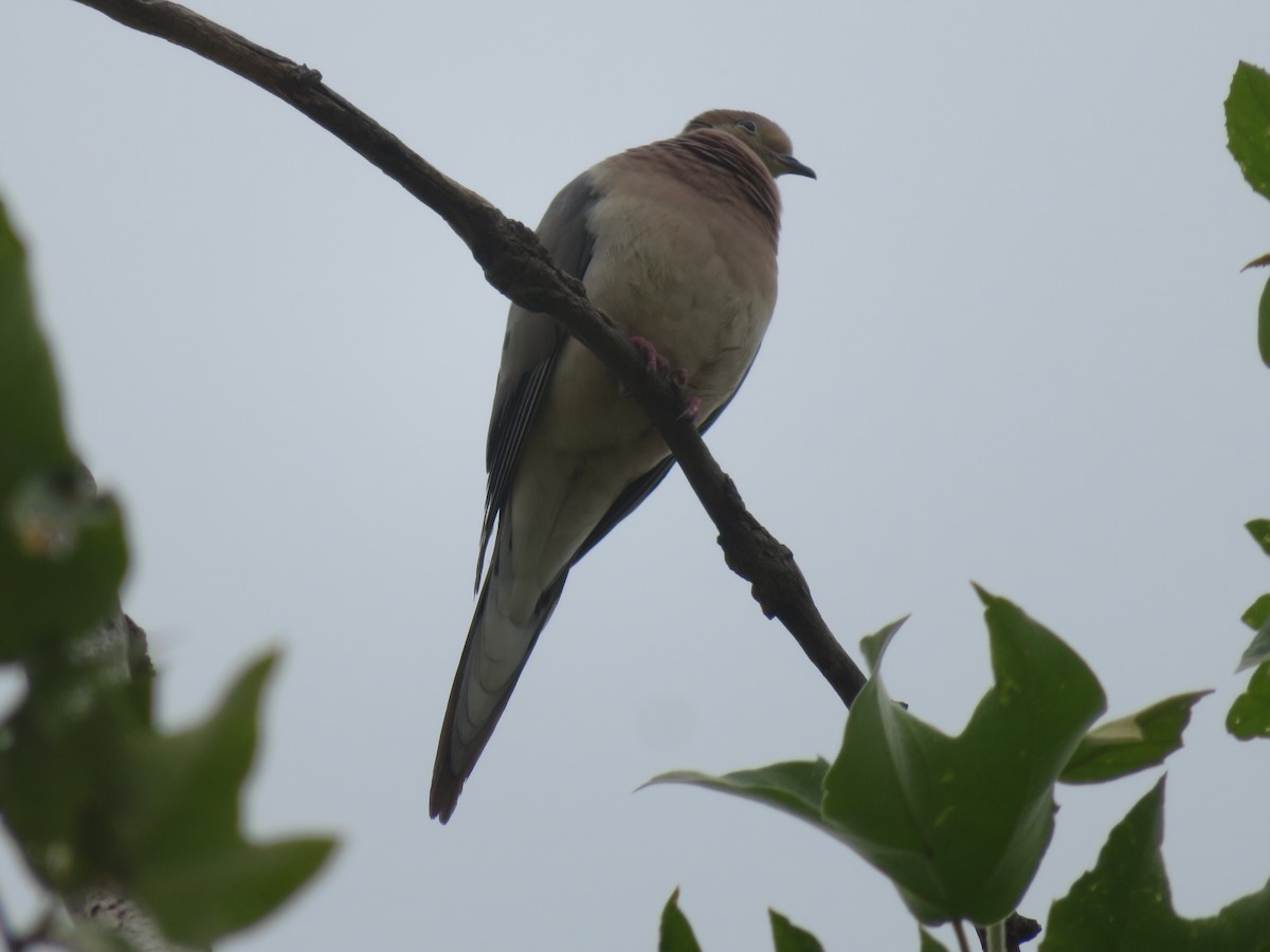 Mourning Dove - TK Birder