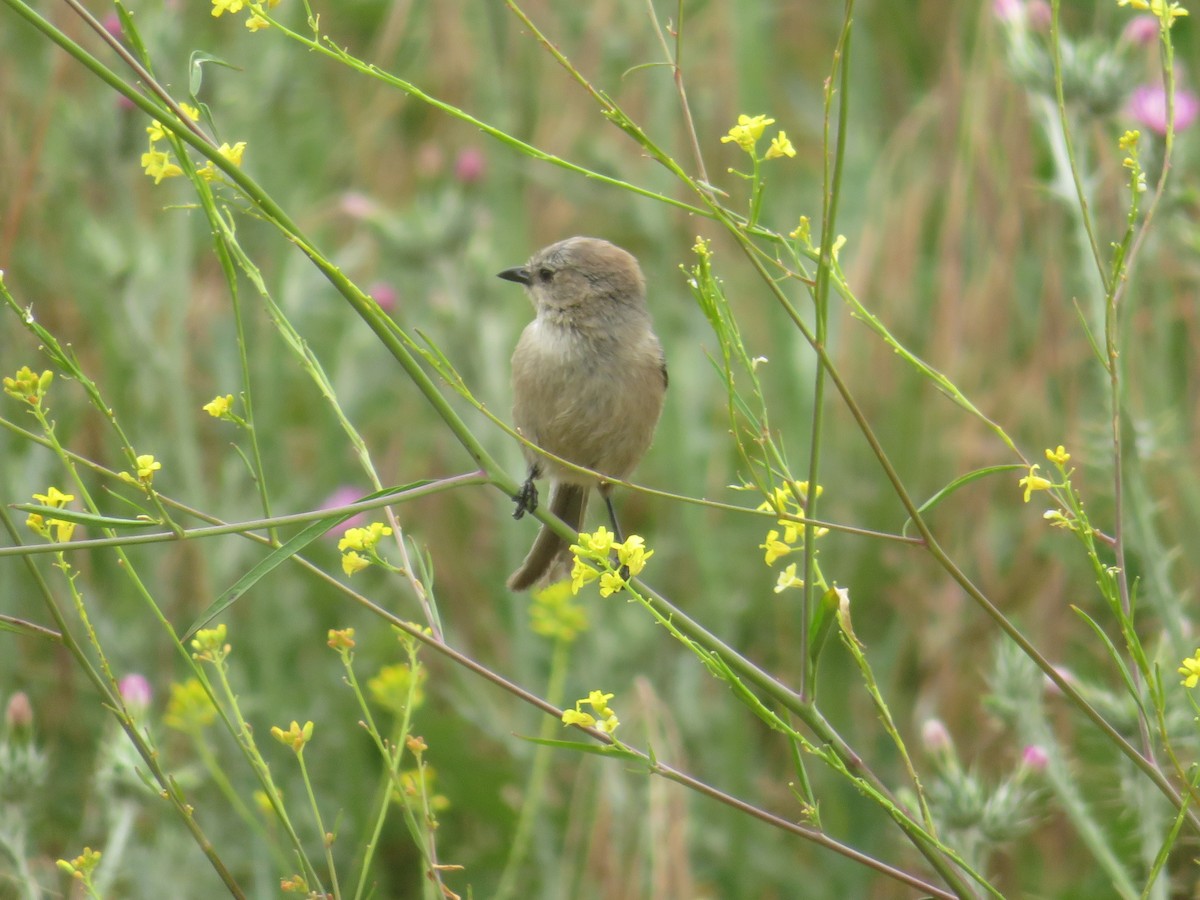 Bushtit - ML157476351