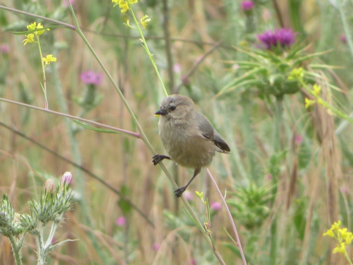 Bushtit - TK Birder