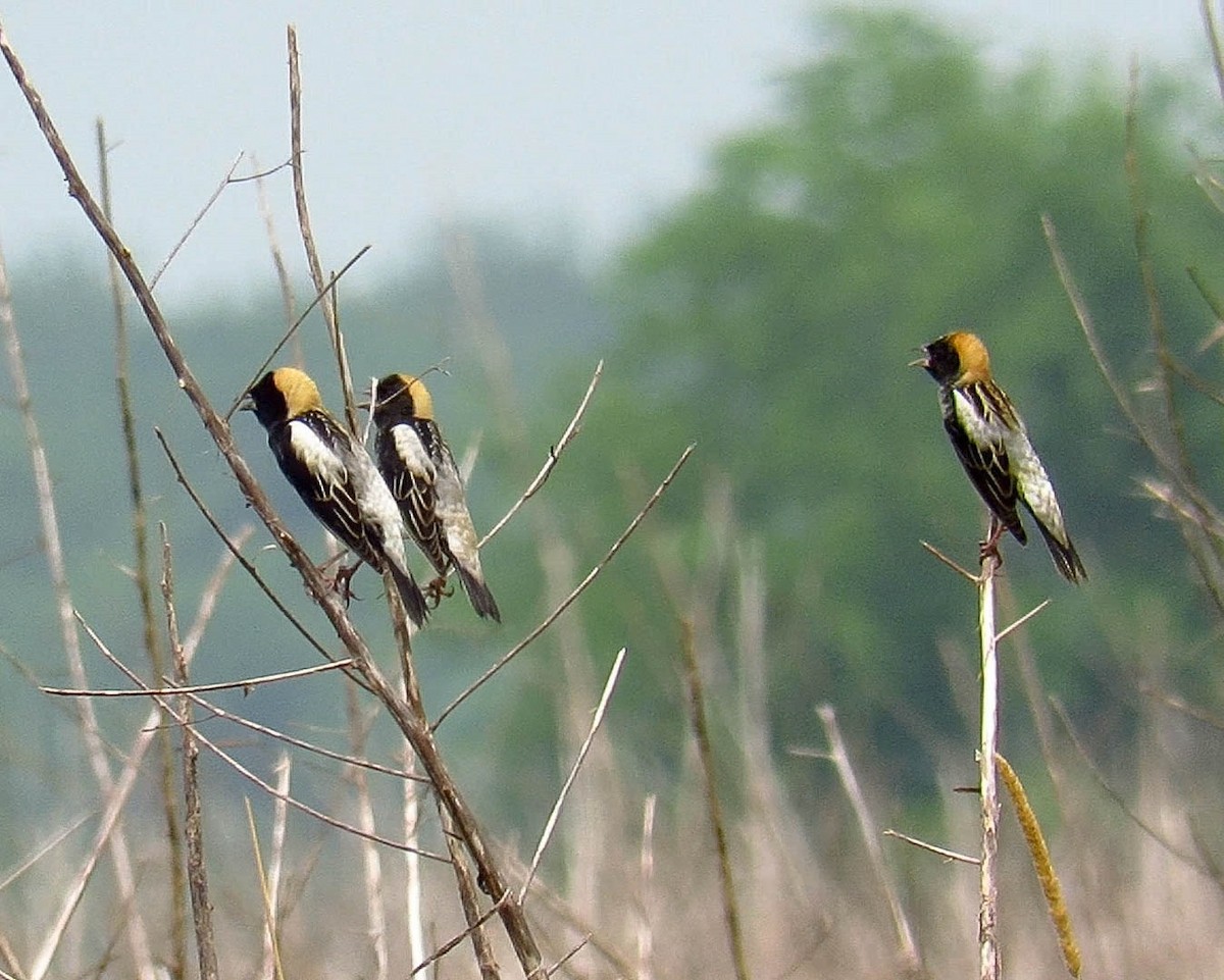 bobolink americký - ML157476661