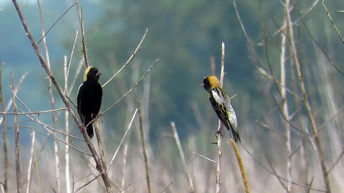 bobolink americký - ML157476811