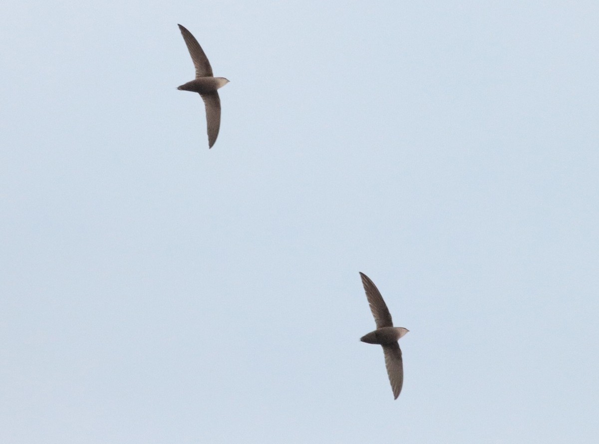 Chimney Swift - ML157478561