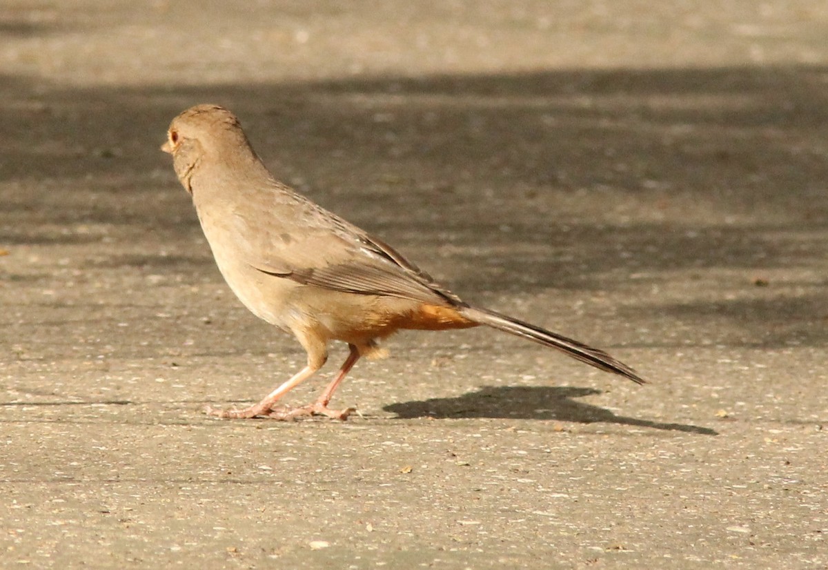 California Towhee - ML157480081