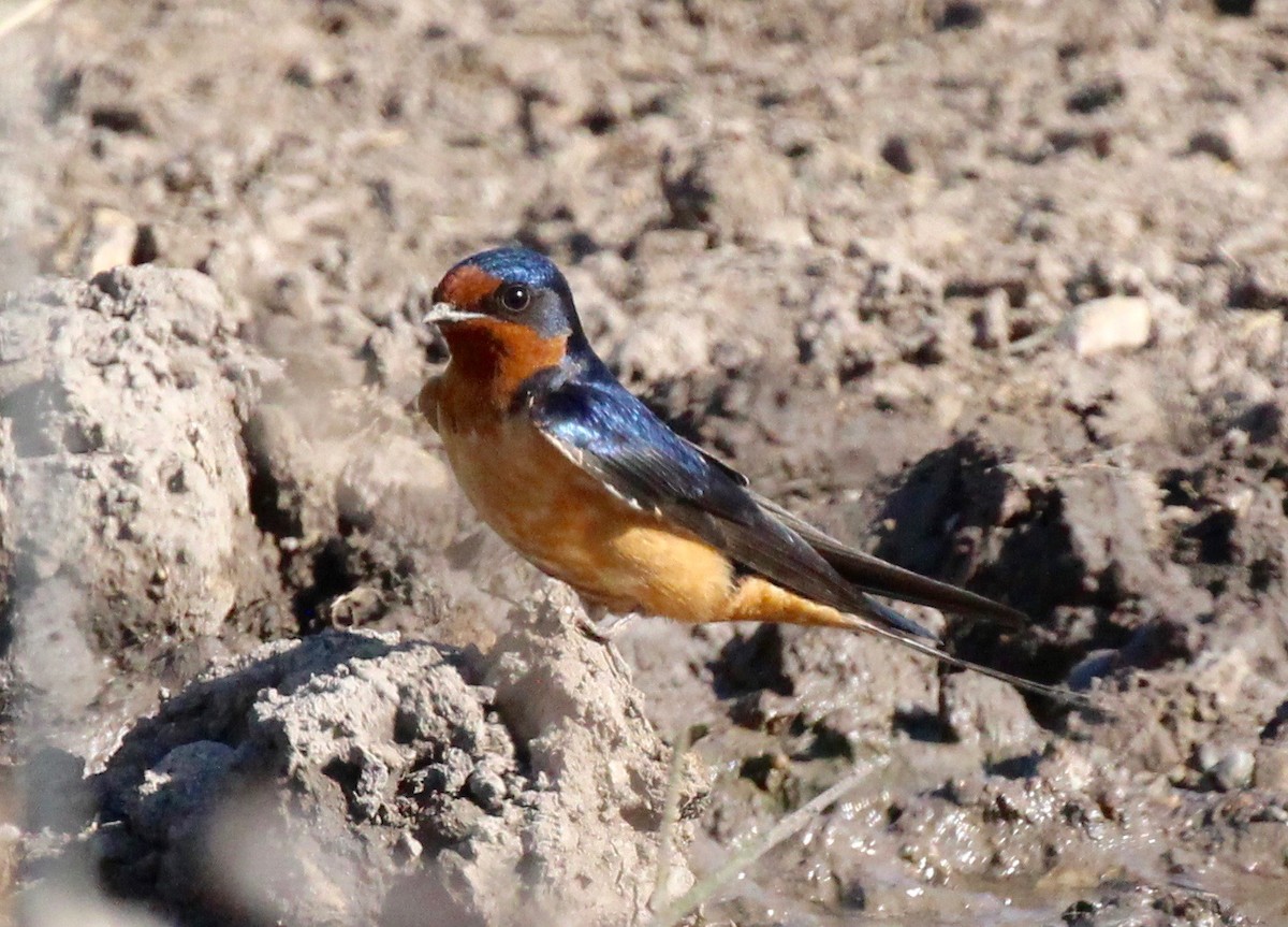 Hirondelle rustique (erythrogaster) - ML157480491