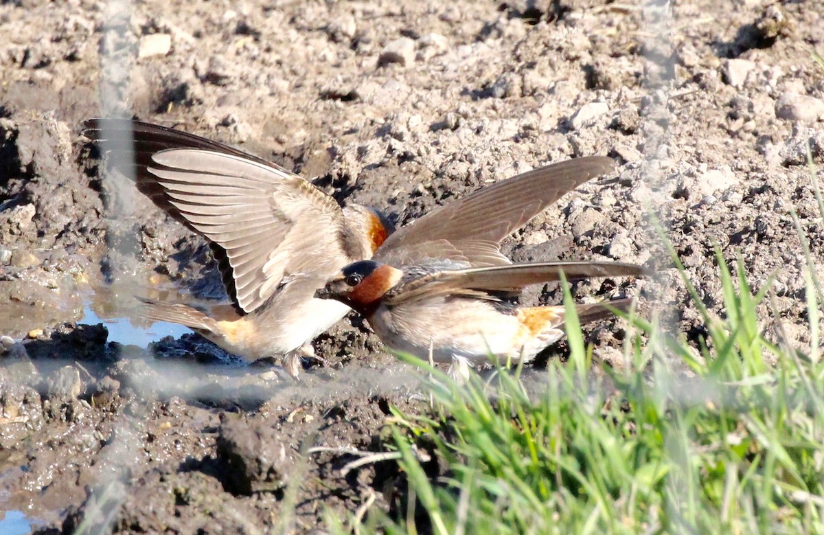 Cliff Swallow - ML157480661