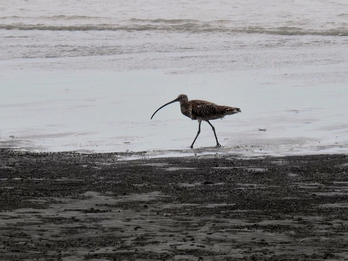 Far Eastern Curlew - 勛宜 劉