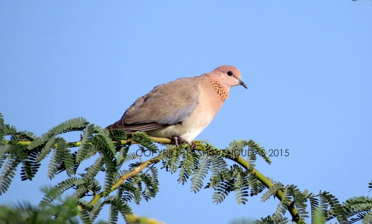 Laughing Dove - ML157483111