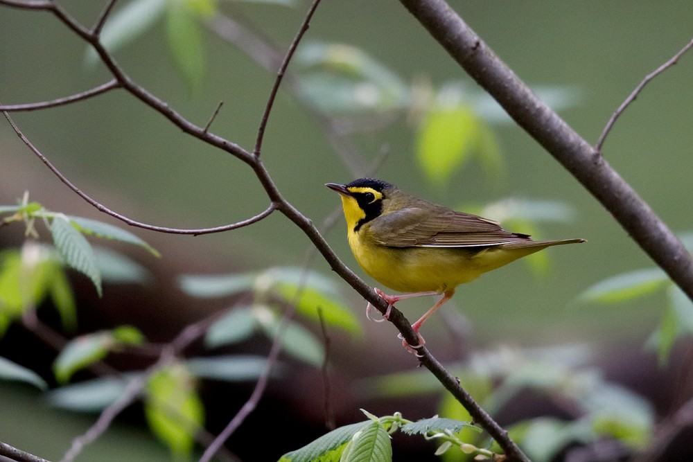 Kentucky Warbler - ML157483351