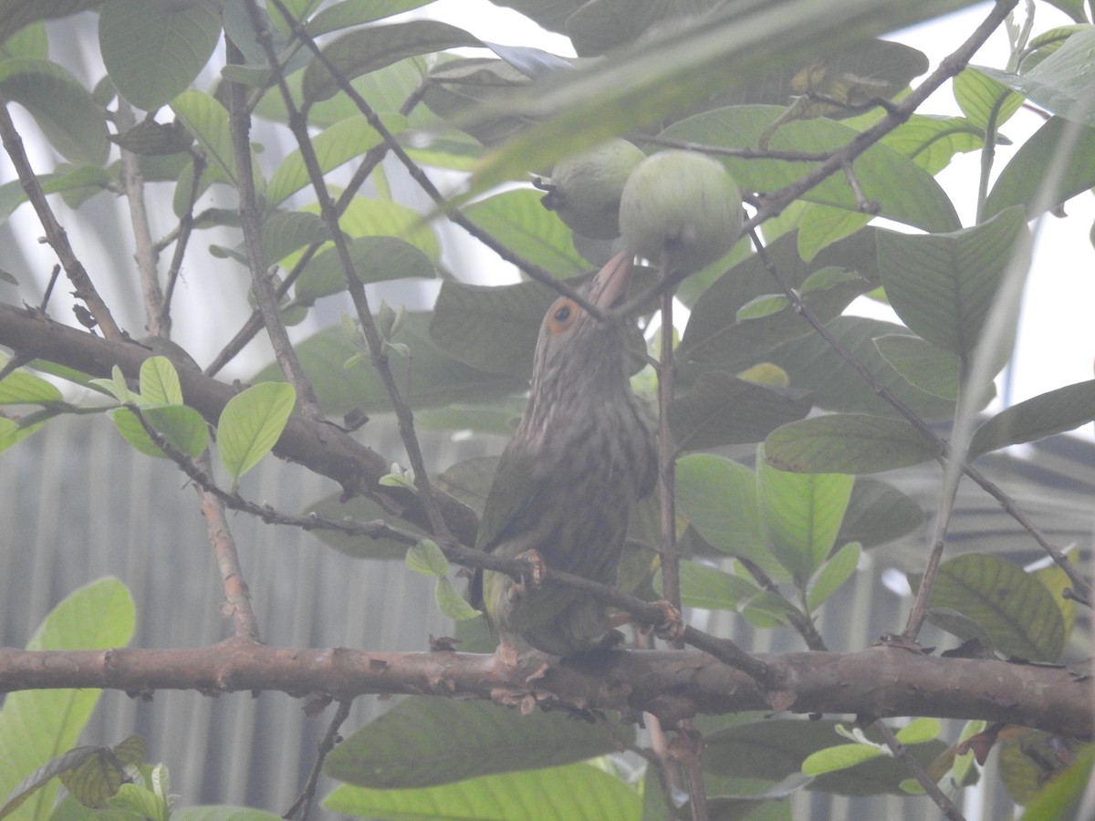 Lineated Barbet - ML157486721