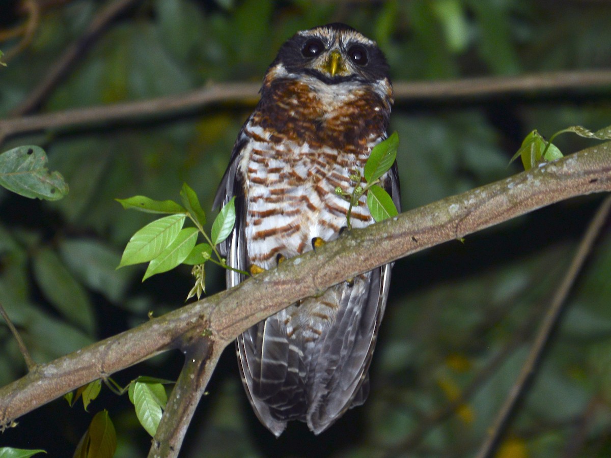 Photos - Band-bellied Owl - Pulsatrix melanota