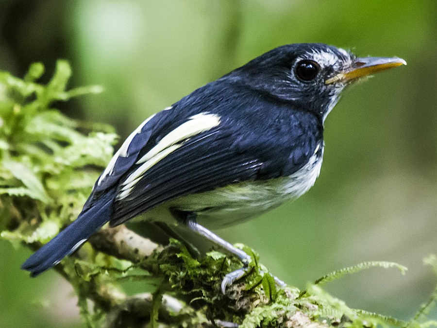 Black-and-white Tody-Flycatcher - eBird