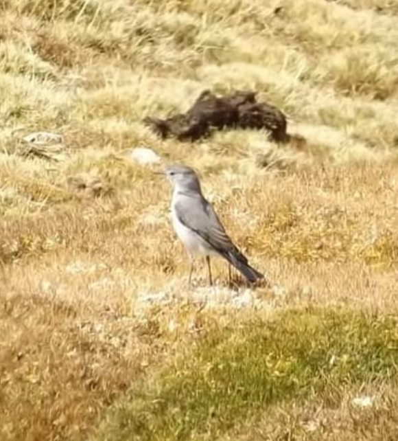 Cinereous Ground-Tyrant - ML157489051