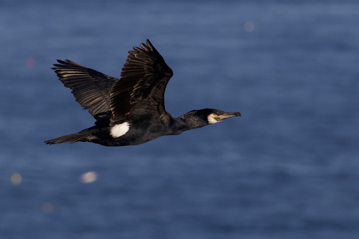 Great Cormorant - Keenan Yakola