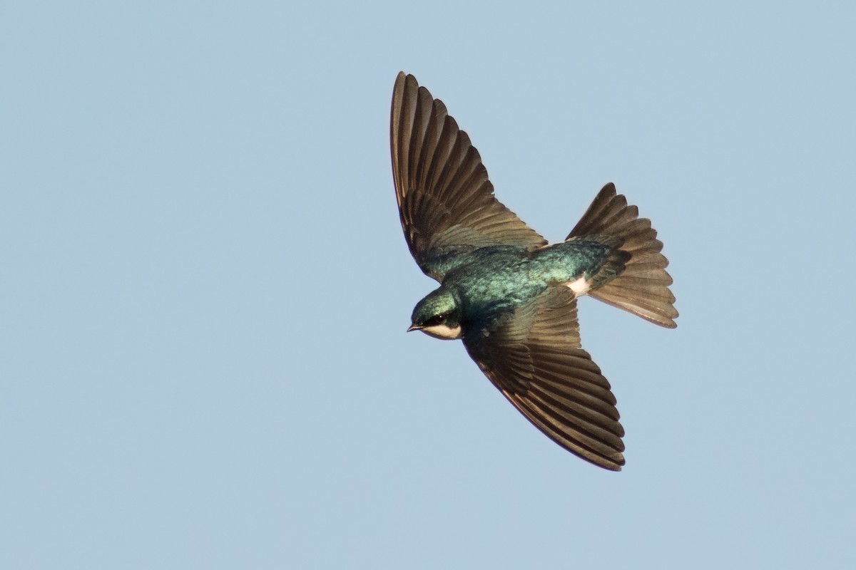 Tree Swallow - ML157489991