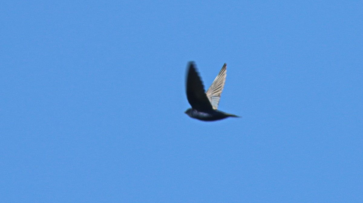 Purple Martin - ML157494181