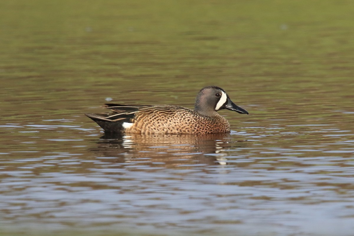 Blue-winged Teal - ML157495611