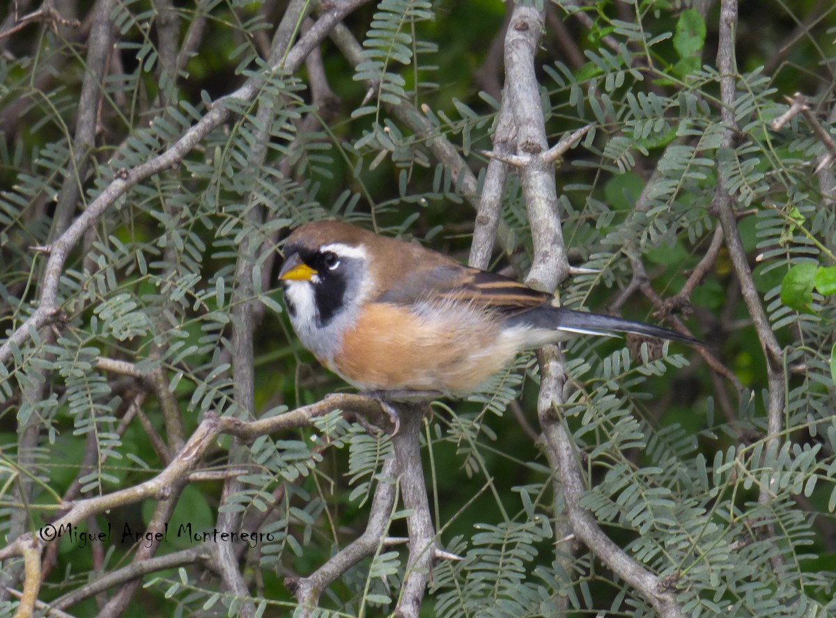 Many-colored Chaco Finch - ML157496461