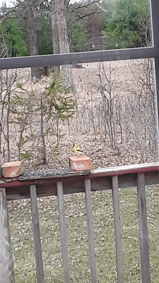 American Goldfinch - ML157496801