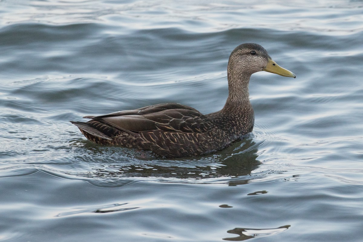 American Black Duck - ML157497021