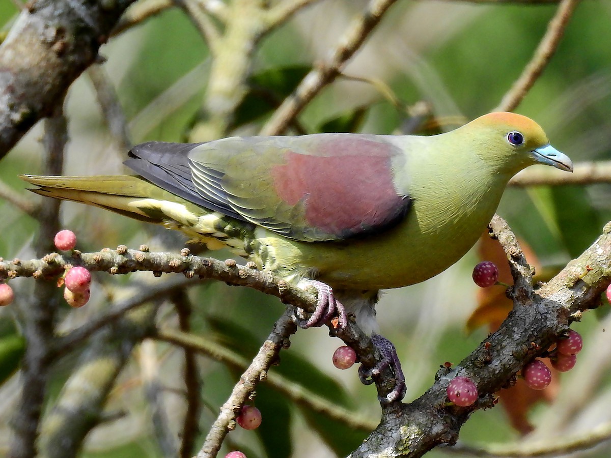 Colombar de Formose - eBird