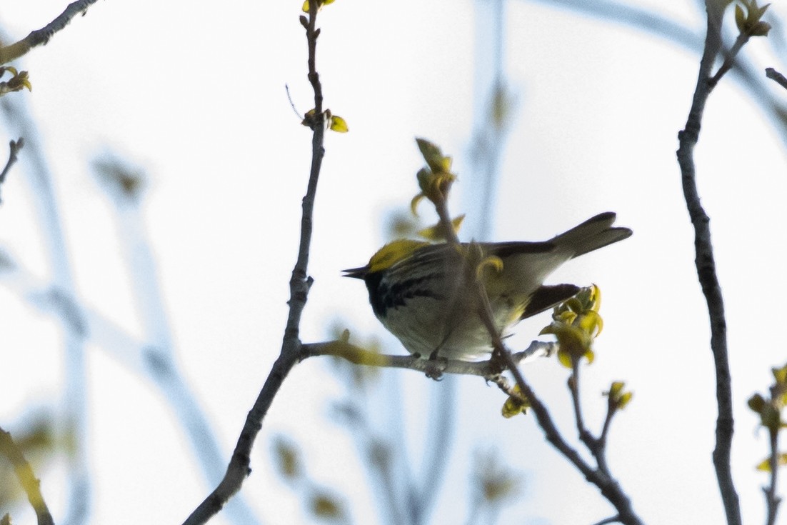 Black-throated Green Warbler - ML157497801