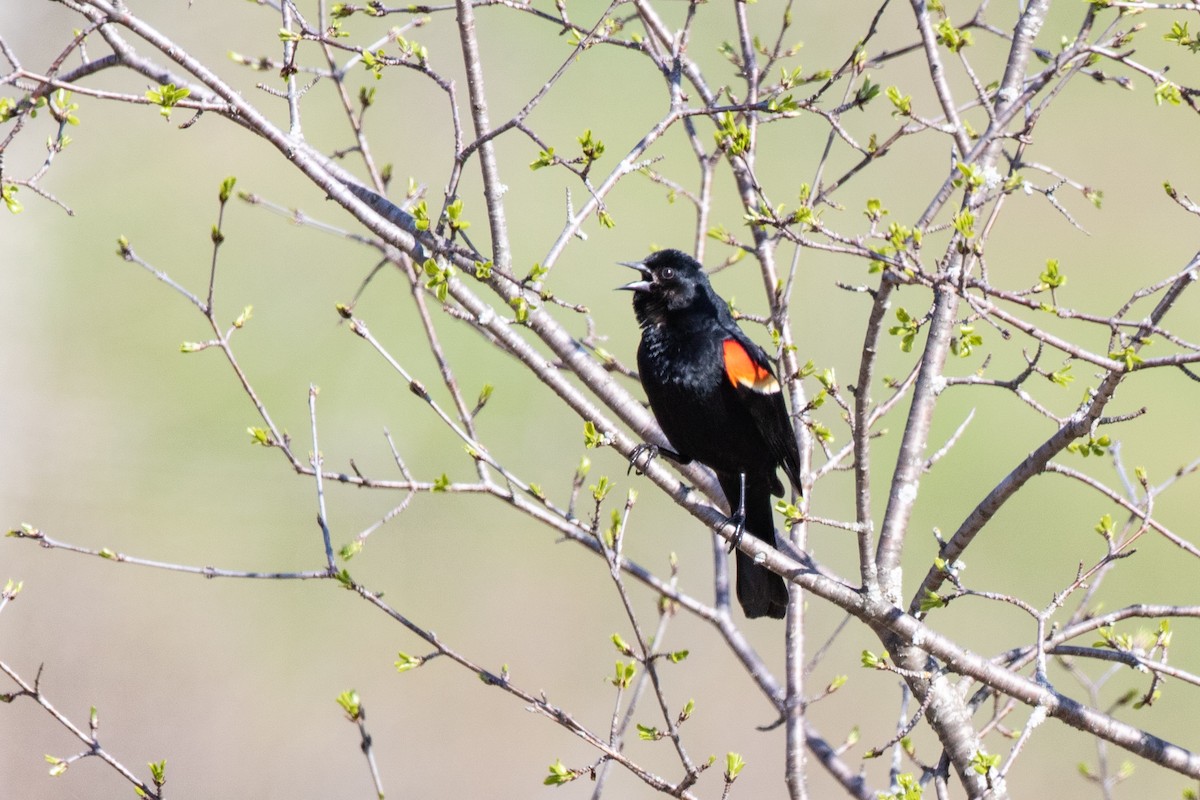 Red-winged Blackbird - ML157498171