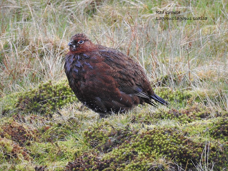 Willow Ptarmigan (Red Grouse) - Marie Tarrant