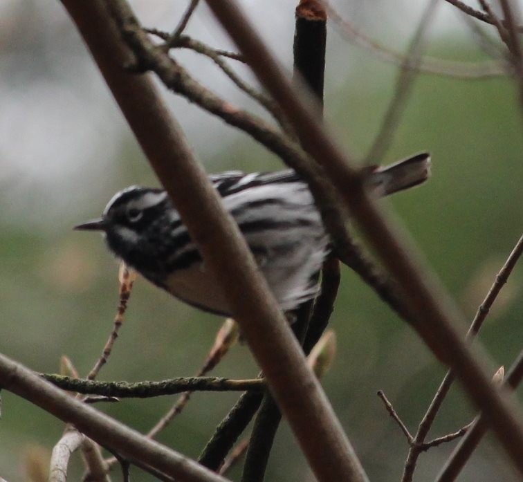 Paruline noir et blanc - ML157500611