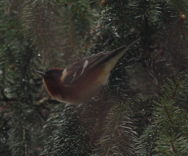 Bay-breasted Warbler - ML157500681