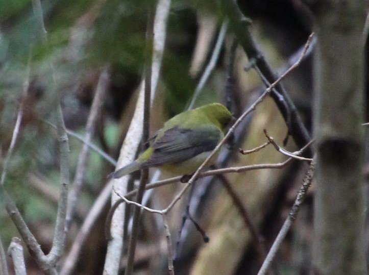 Scarlet Tanager - Burke Korol