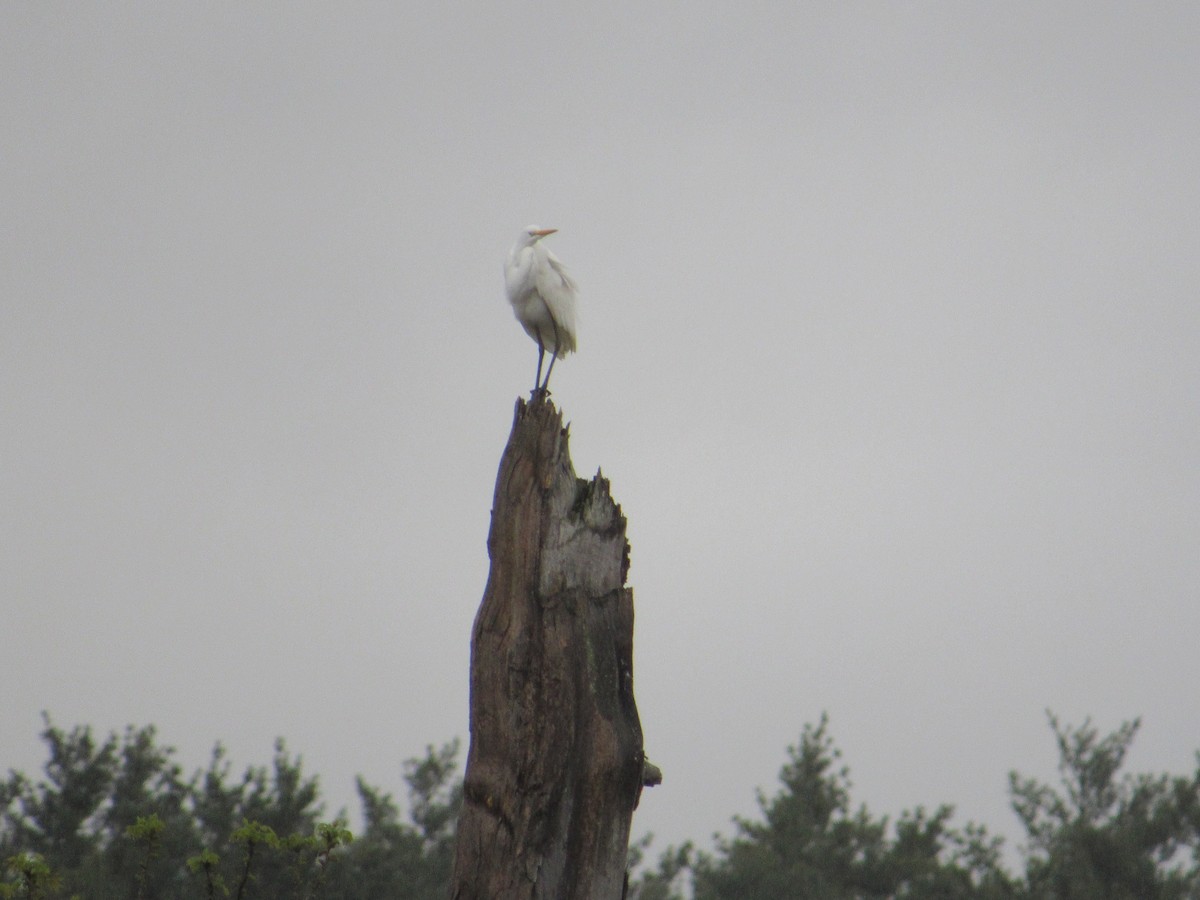 Great Egret - ML157501951