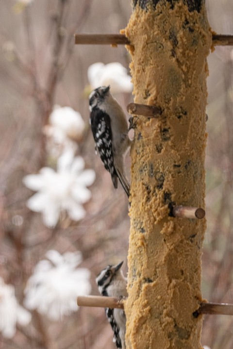 Downy Woodpecker - ML157504481