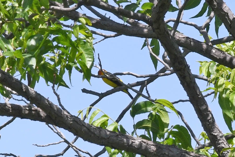 Western Tanager - ML157506211