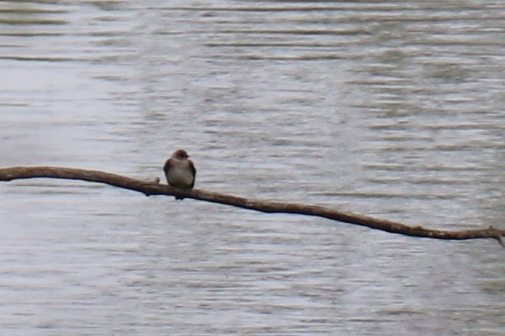 Northern Rough-winged Swallow - ML157508071