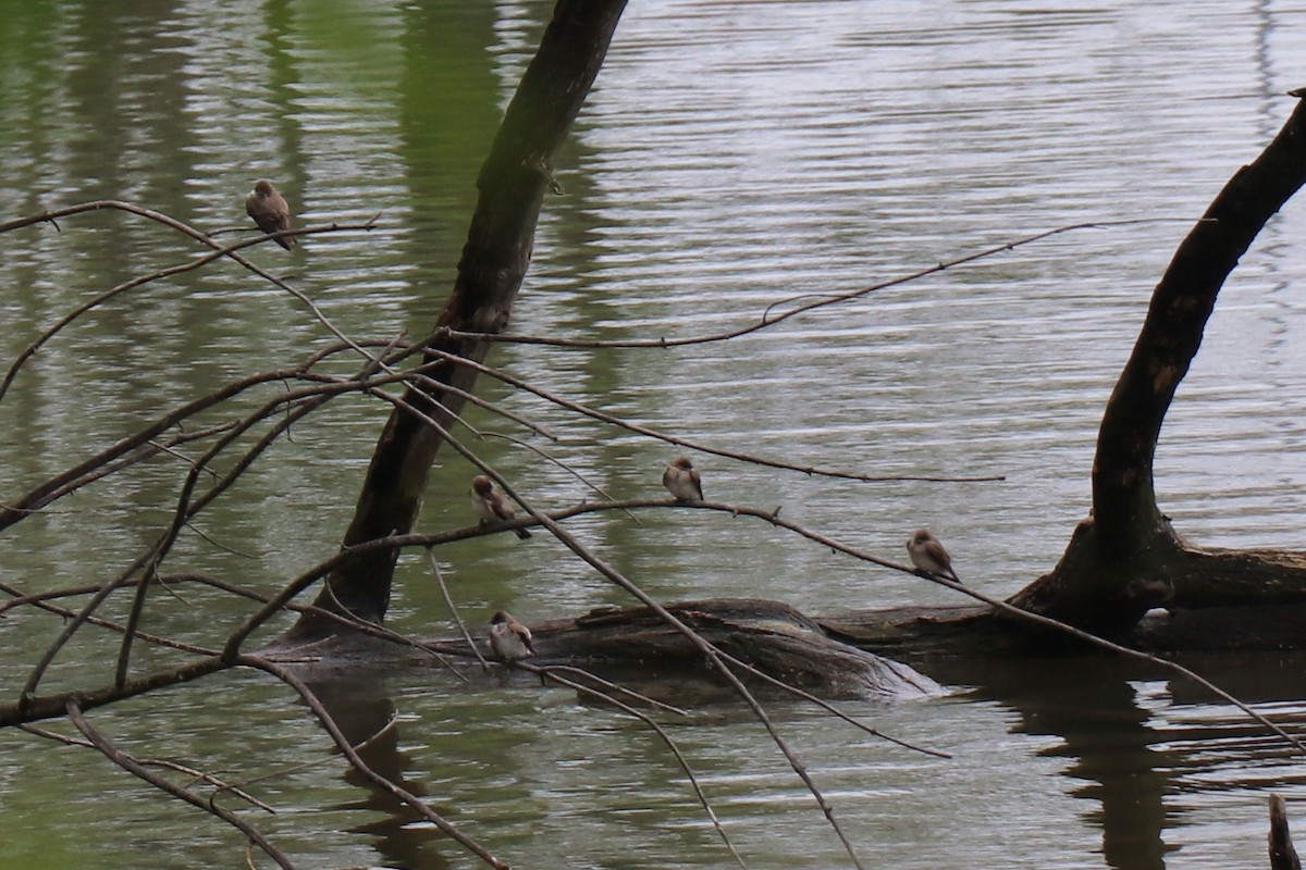 Northern Rough-winged Swallow - ML157508081