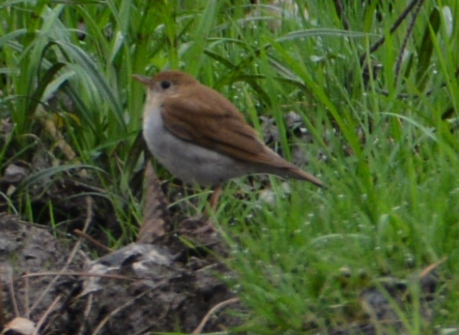 Veery - ML157508151